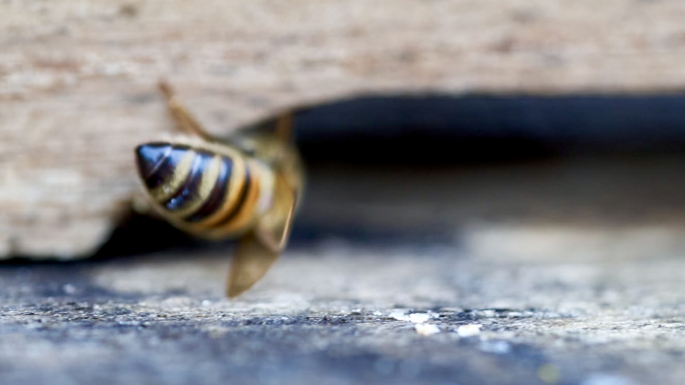 Imkerverein Burgfarrnbach e.V.