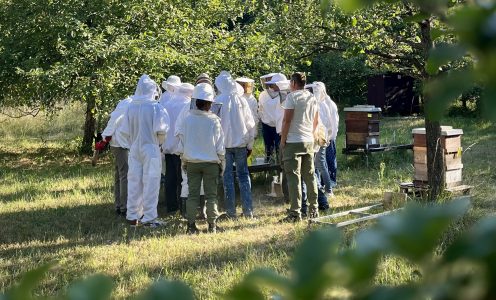 das Imkern auf Probe
