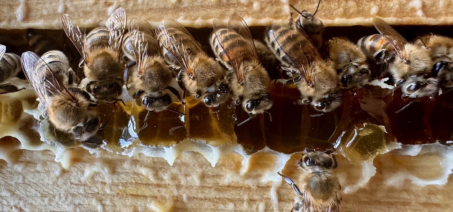 Imkerverein Burgfarrnbach e.V.