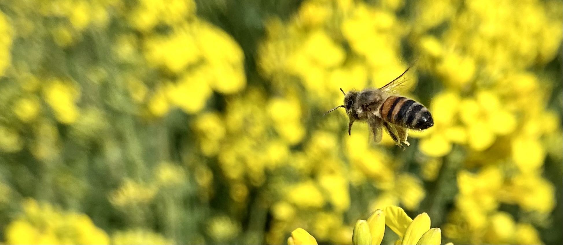 Imkerverein Burgfarrnbach e.V.